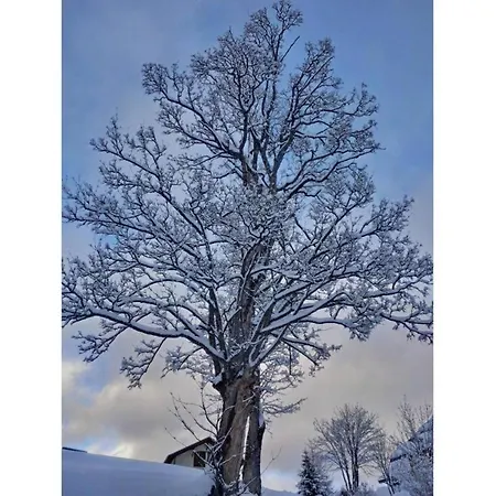 La Scierie De La Grande Ourse *